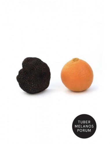 Trufa Negra Melanosporum XL...