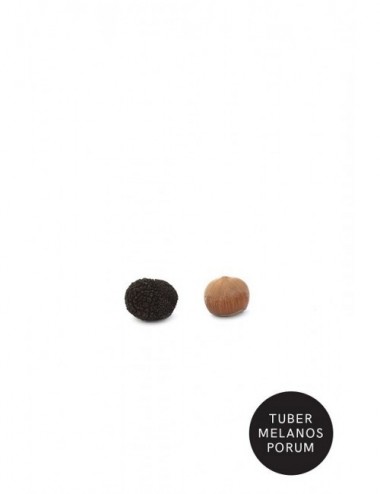 Trufa Negra Melanosporum S...