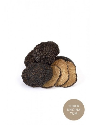 Trufa Negra de Otoño...