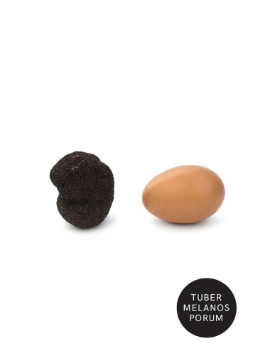 Trufa Negra Melanosporum L...