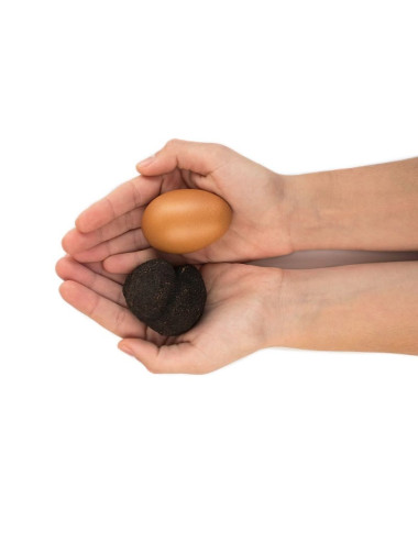Trufa Negra Melanosporum L...
