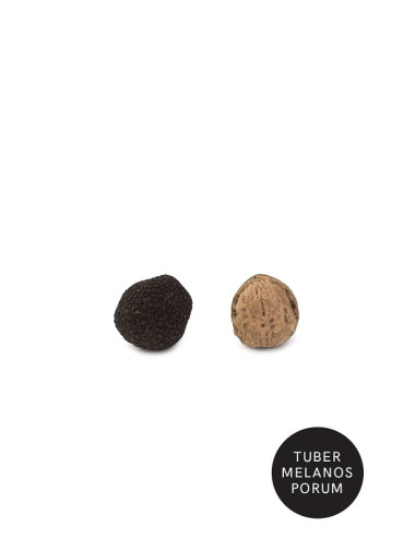 Trufa Negra Melanosporum M...