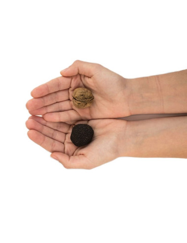 Trufa Negra Melanosporum M...
